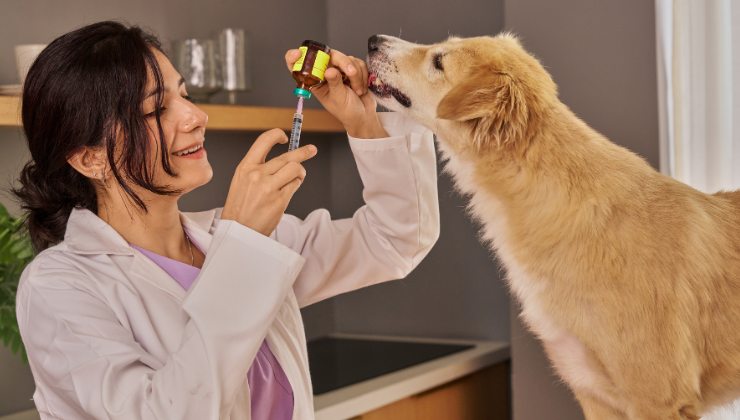 veterinaria vaccina il cane