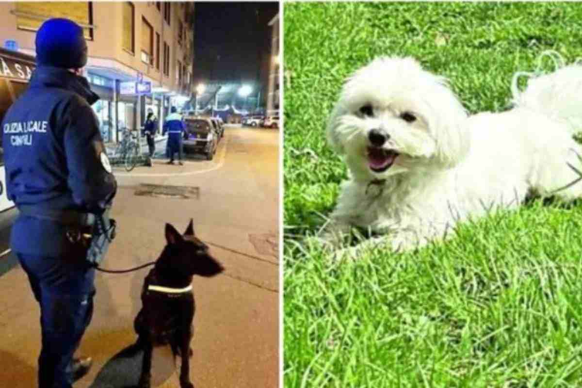 Cane antidroga e maltese