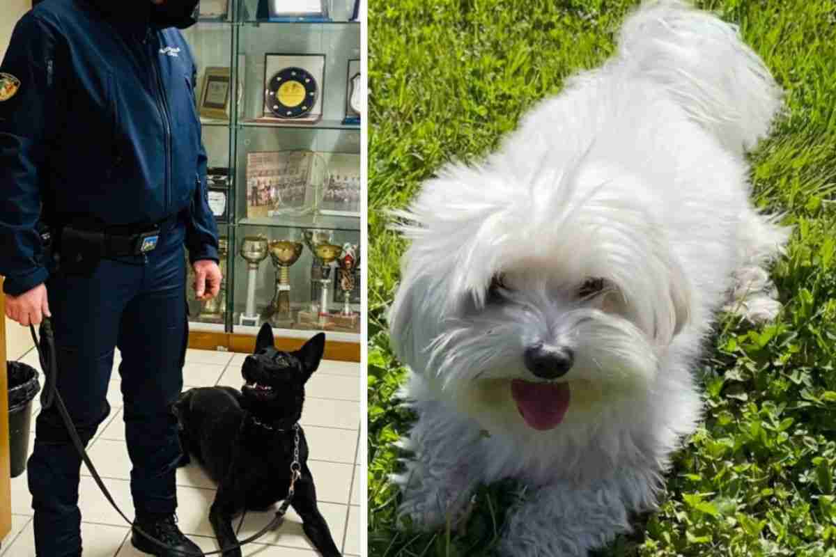 cane con conduttore e maltese ucciso
