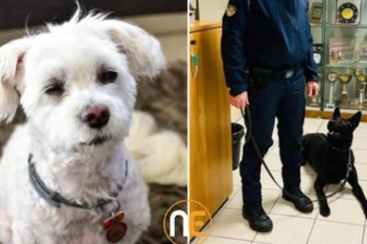 Cane ucciso e cane aggressore