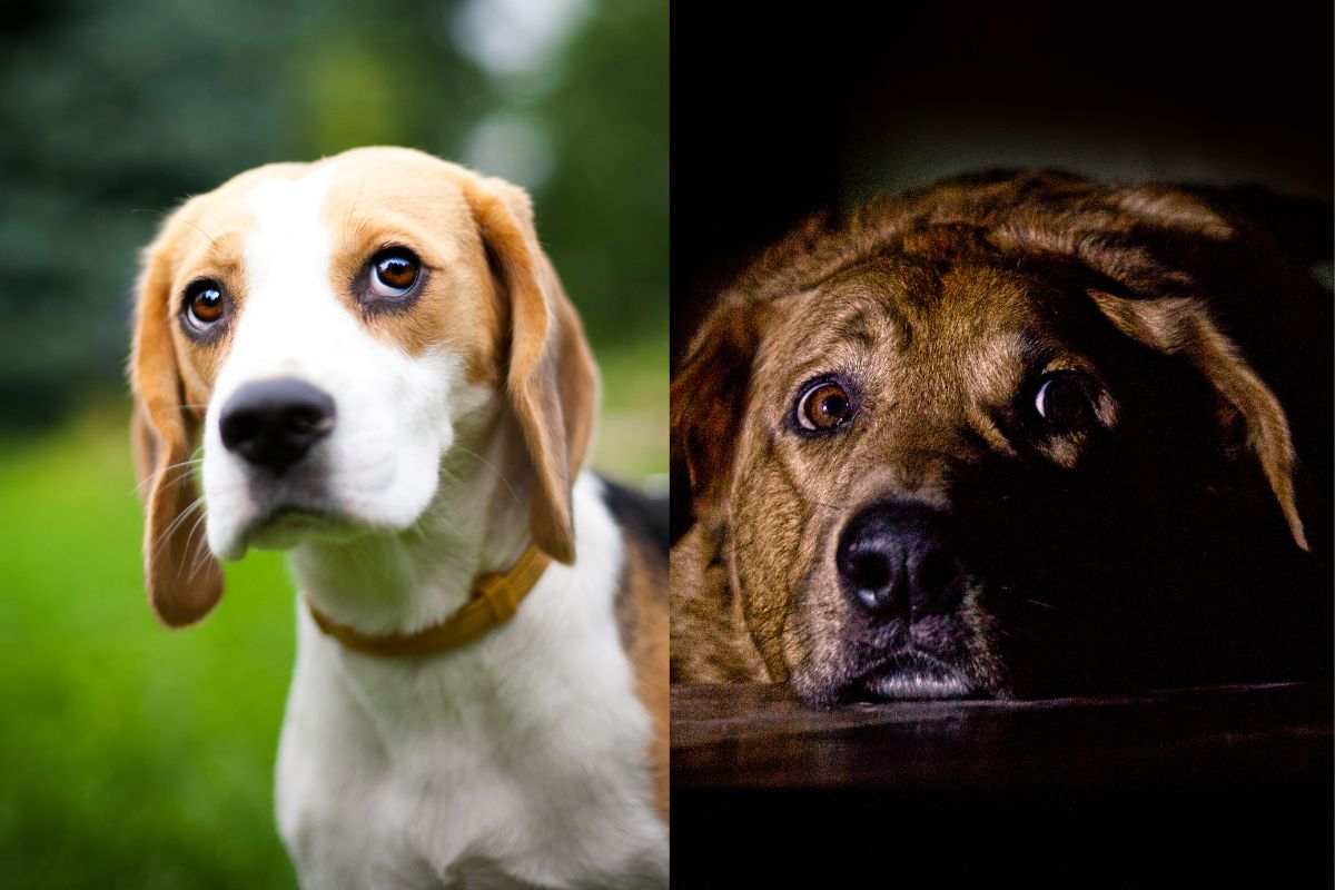 Il cane ha paura: se noti questi segnali, ti spiego cosa fare e cosa evitare