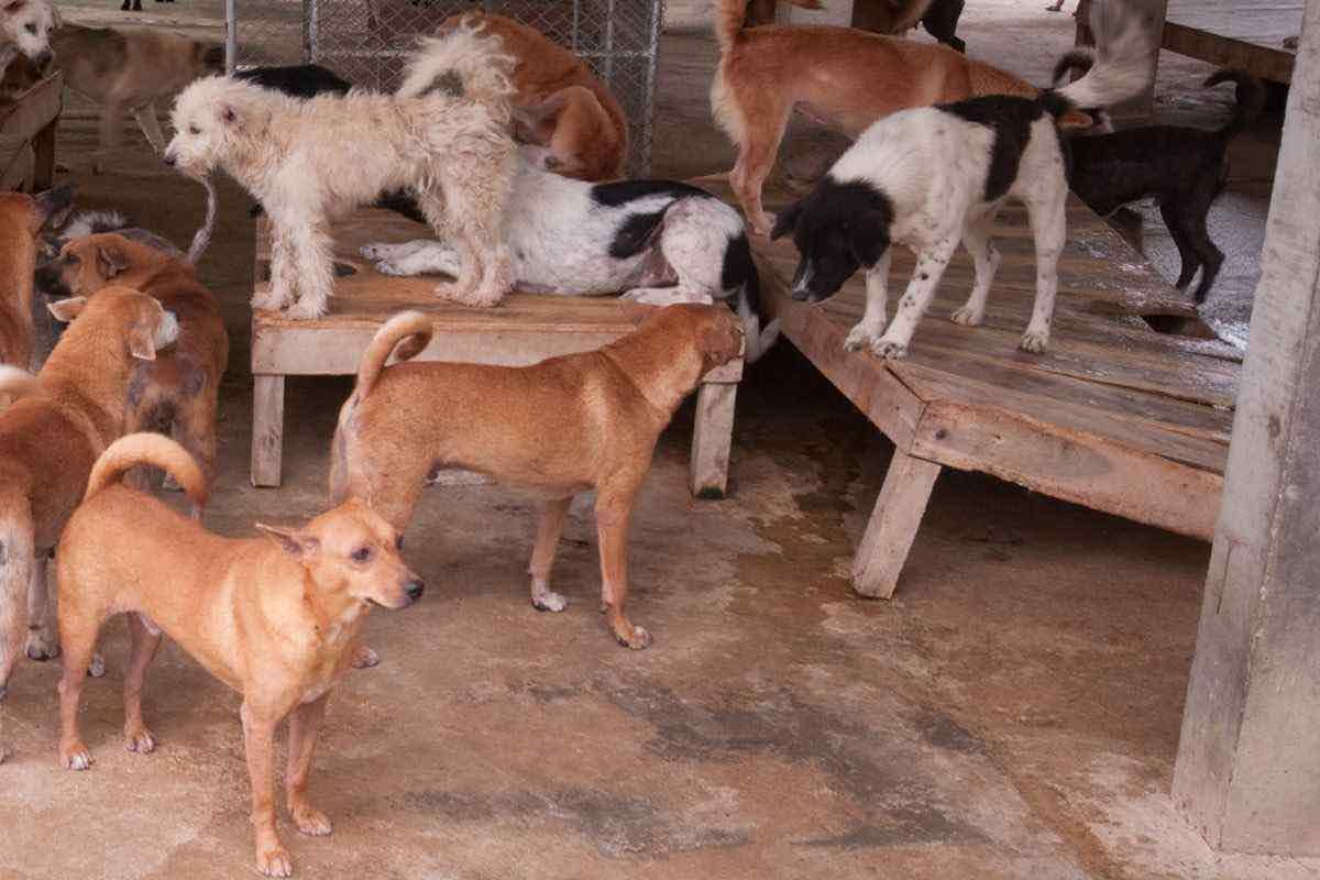 Allevamento accoglie cani di diversa razza