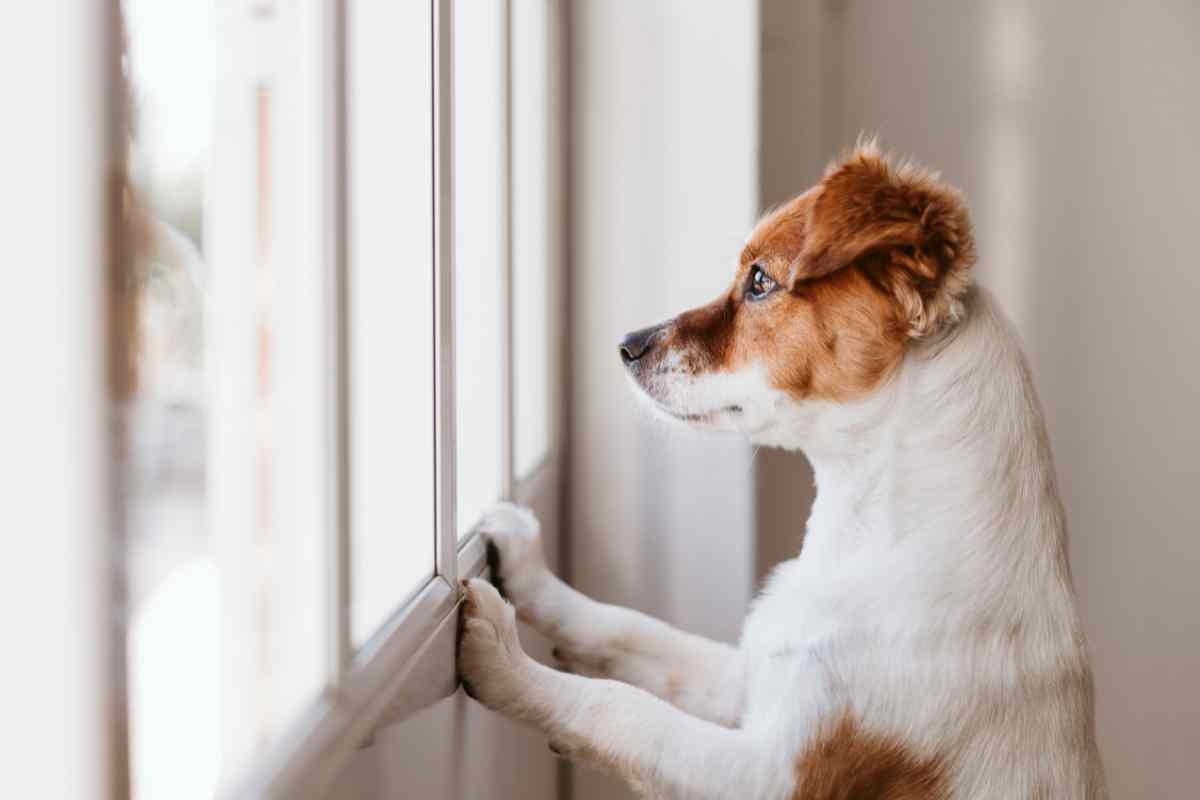 Come capire cosa vuole dirti il tuo cane: tutto sul suo linguaggio non verbale