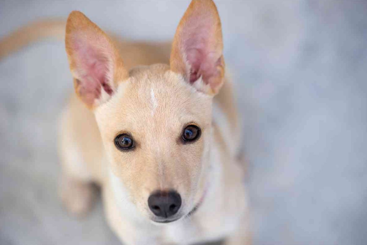Cane con orecchie dritte