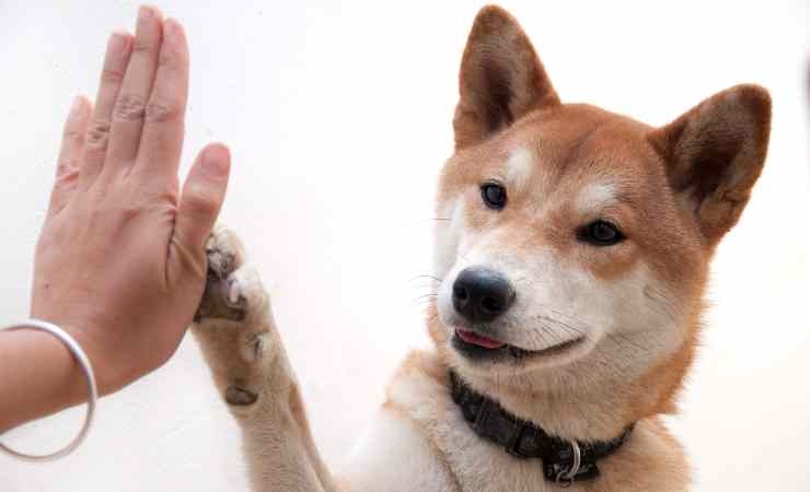 Cane da il cinque con la zampa al padrone
