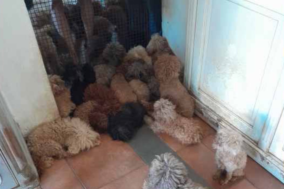 Orrore a Prato: scoperto un allevamento infernale, le foto fanno rabbrividire