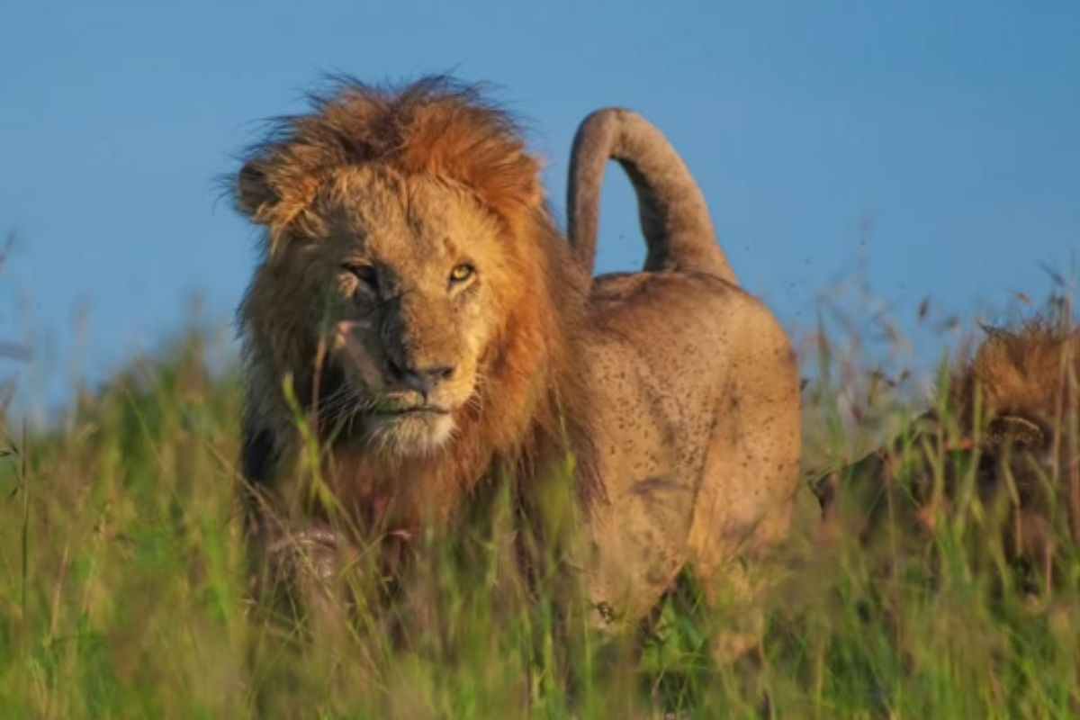 Leone nel suo habitat