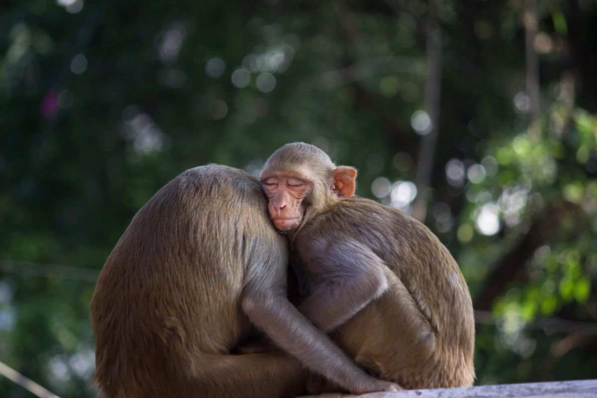 esemplari di Macaco rhesus