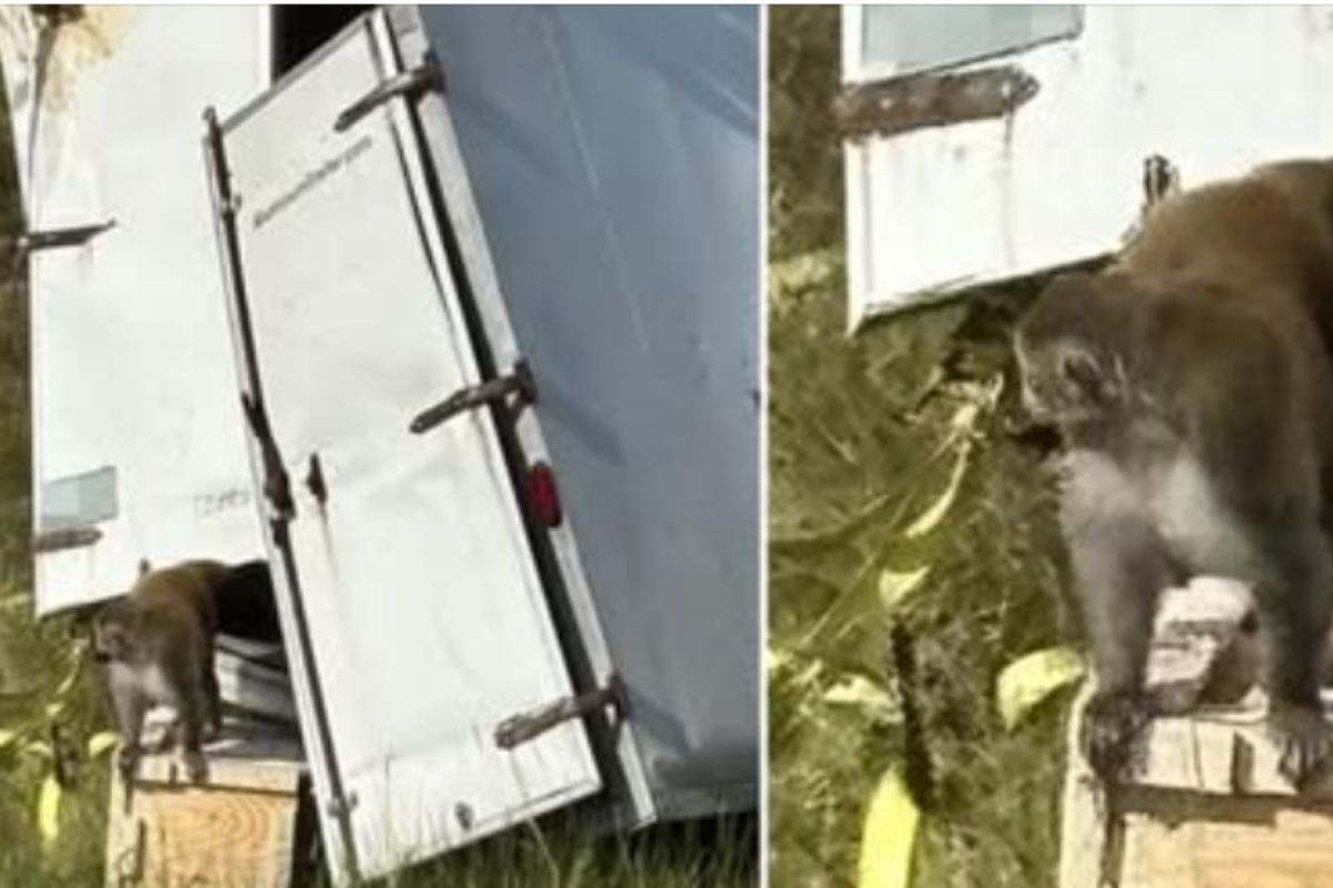 “Sono scappate tutte”: caos per delle scimmie da laboratorio che sono riuscite a fuggire