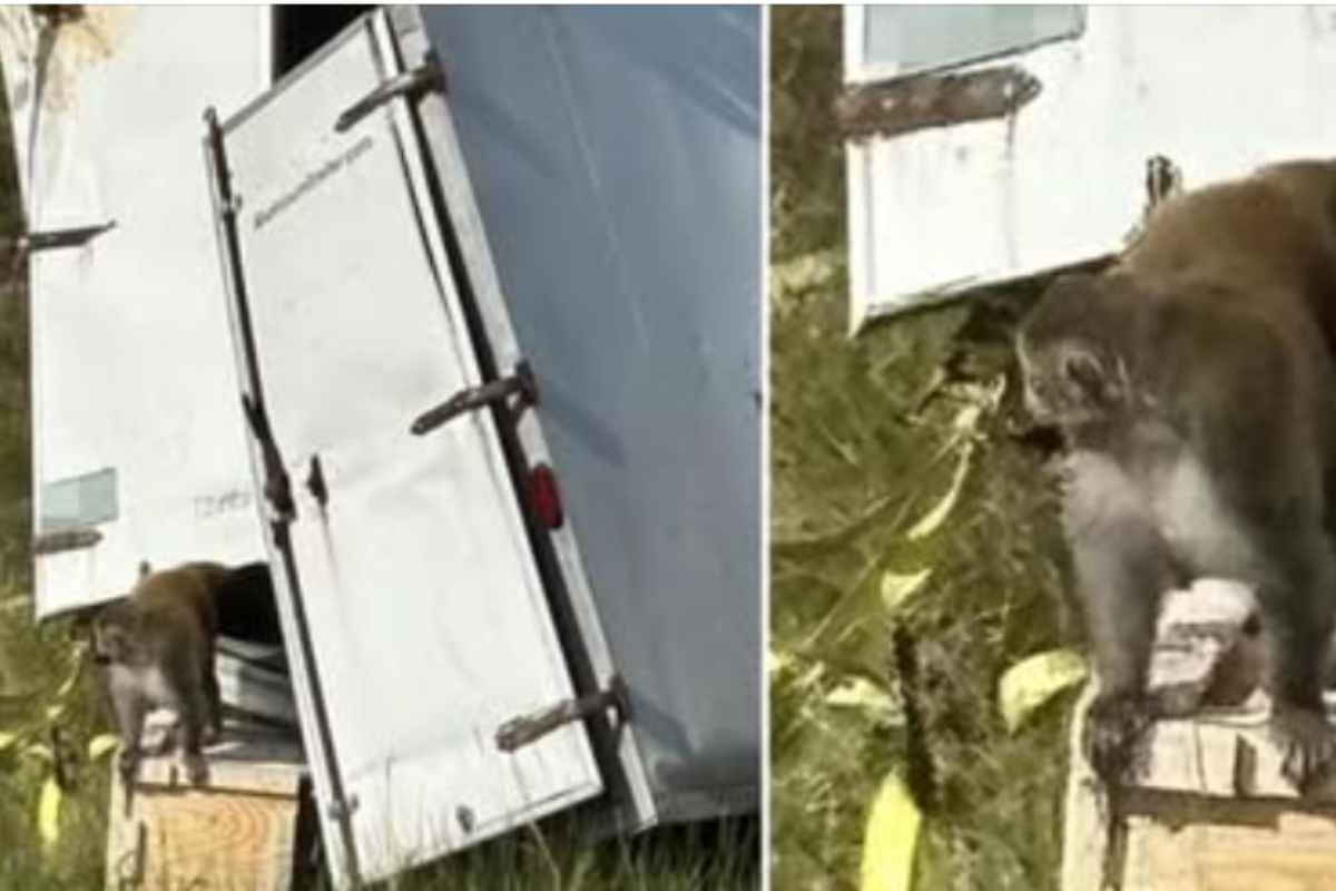 Scimmie in fuga