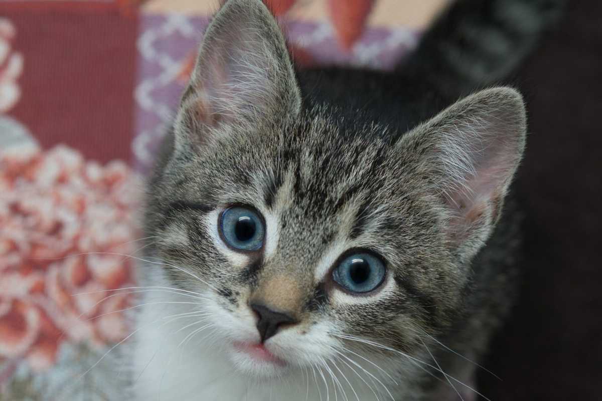 “Non vi fidate di questi annunci, sono falsi!”: arriva la notizia allarmante