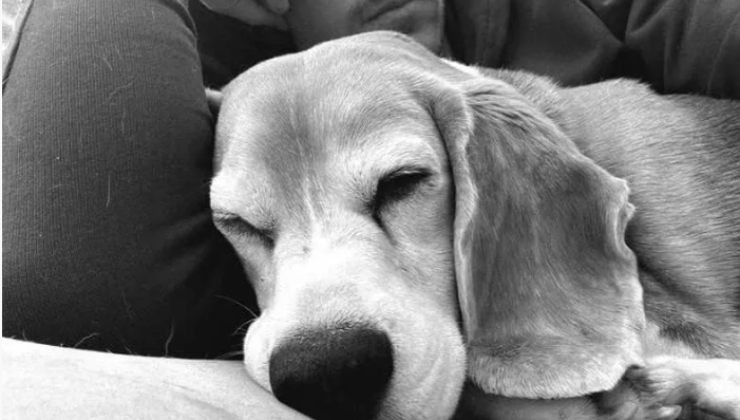 cagnolino del calciatore