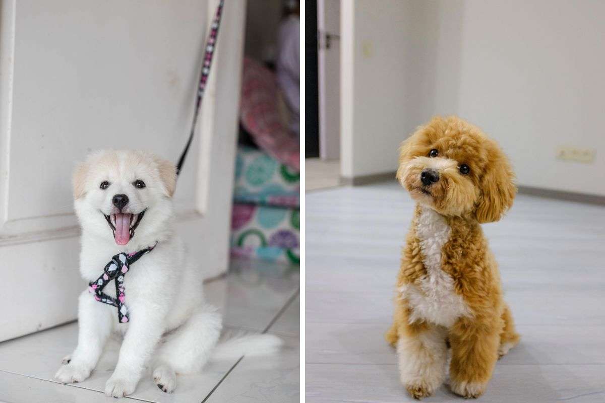 cane alla porta che aspetta