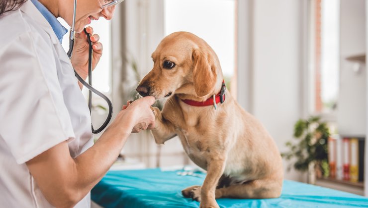 cane dal veterinario