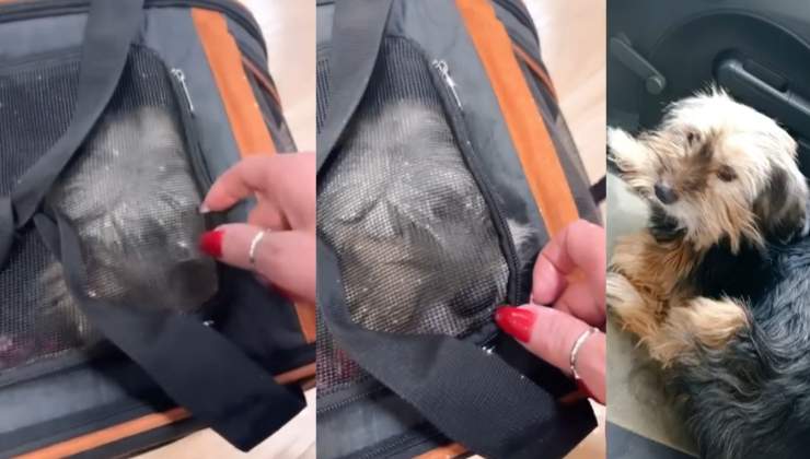 cane di Valeria Marini