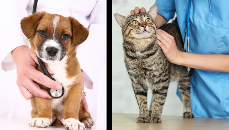 cane e gatto dal veterinario