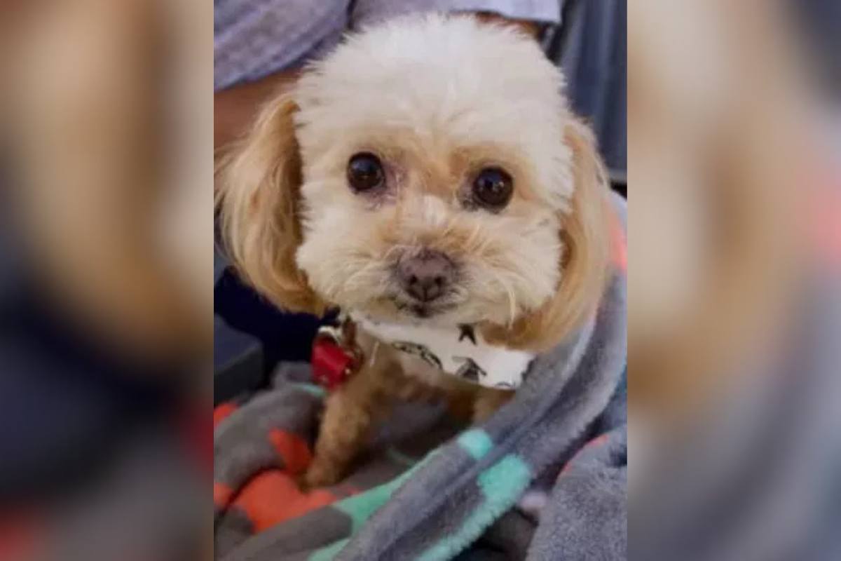 Stavano per fare l’eutanasia, ma questo cane sorprende tutti e li lascia a bocca aperta