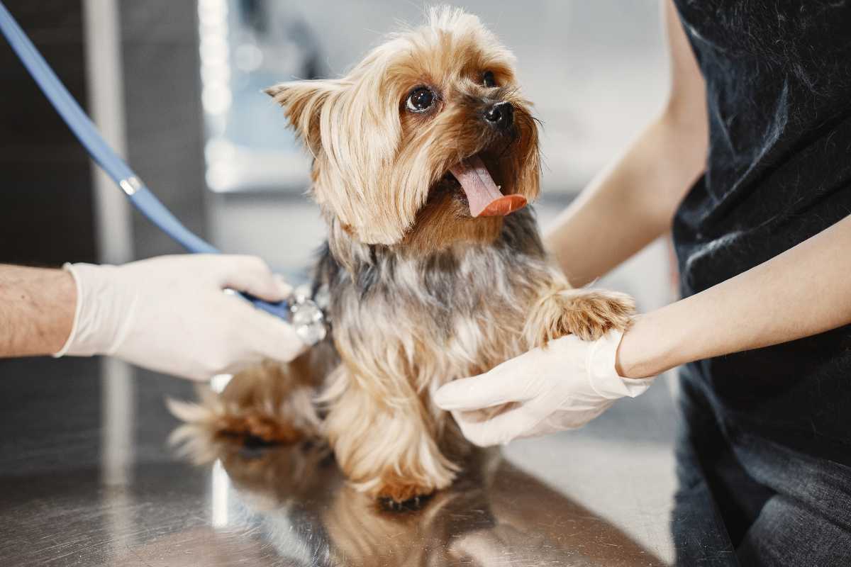 Puoi avere un risarcimento se il veterinario sbaglia: ecco l’iter da seguire