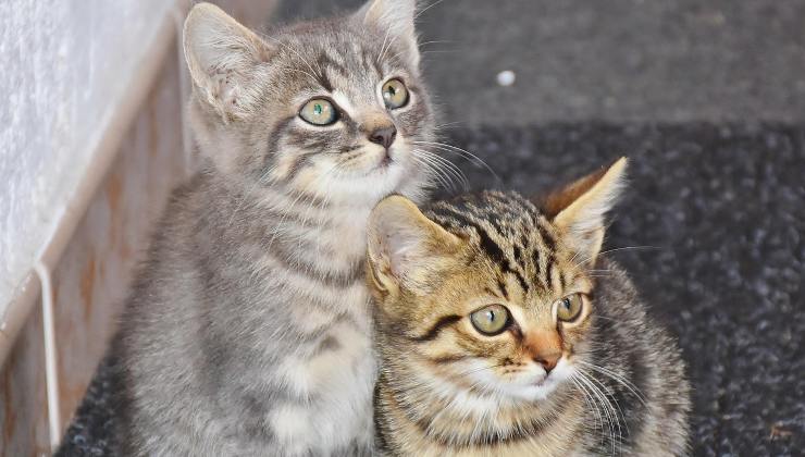 cuccioli di gatto