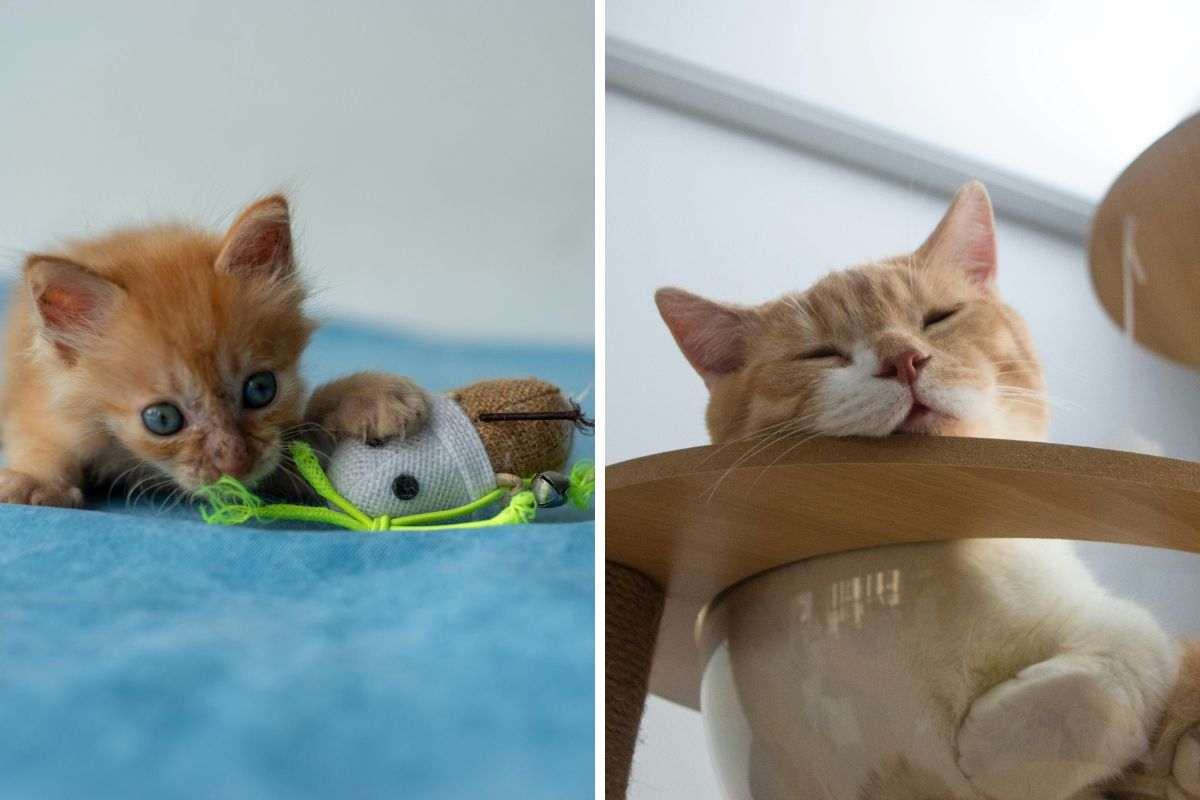 Giochi per gatti cuccioli e anziani: cosa gli piace in base all’età
