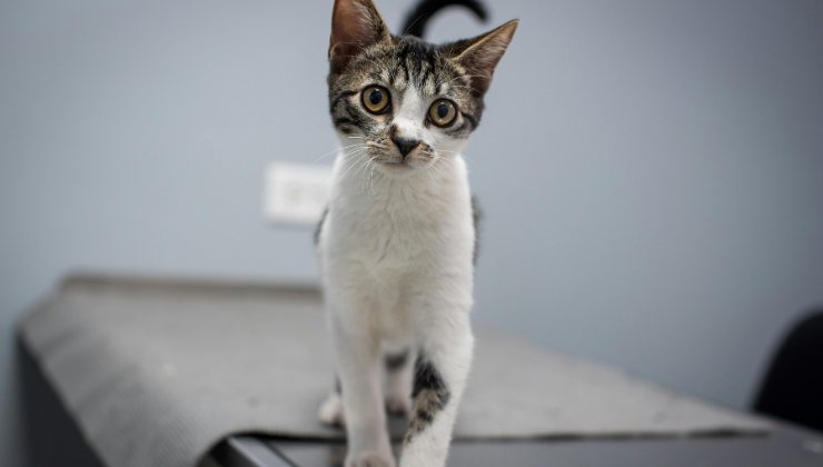 gatto dal veterinario