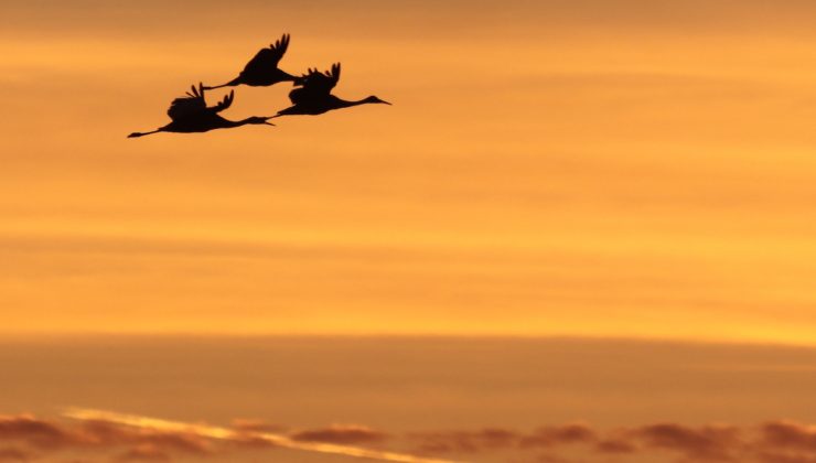 gru in cielo al tramonto