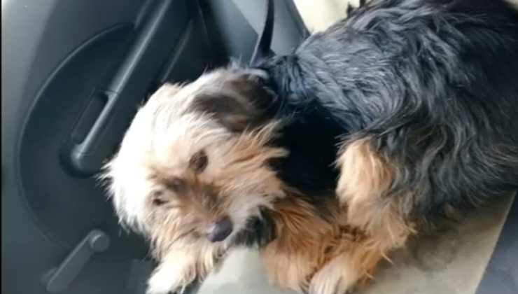 il cagnolino di Valeria Marini