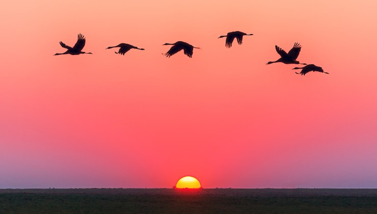 le gru in cielo al tramonto