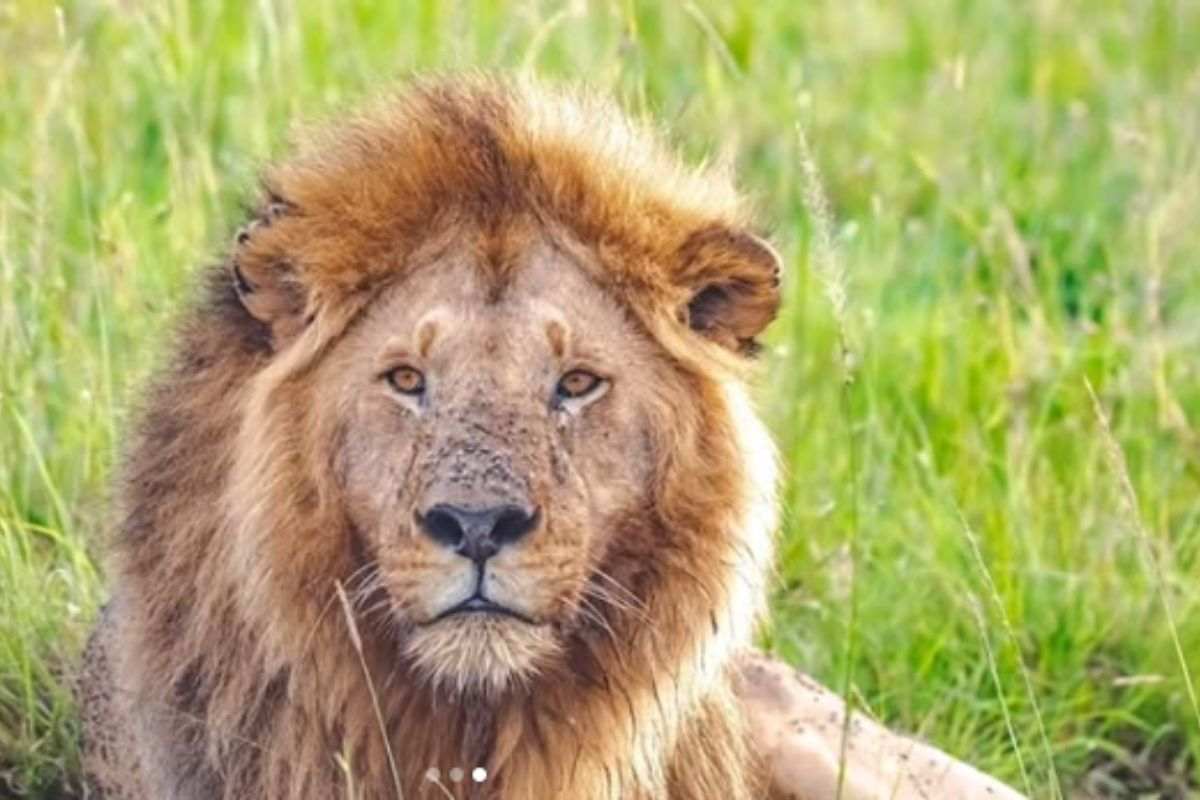 Morto il leone Oloshipa: la sua morte è un mistero che bisogna risolvere al più presto