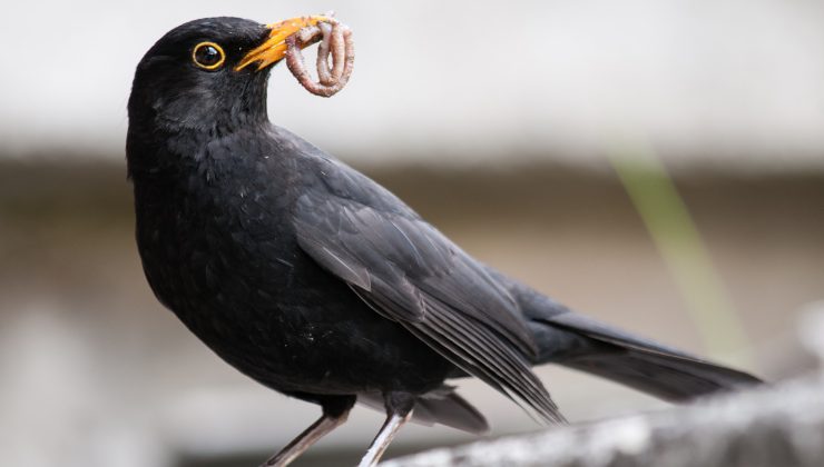 merlo rivoluzionario