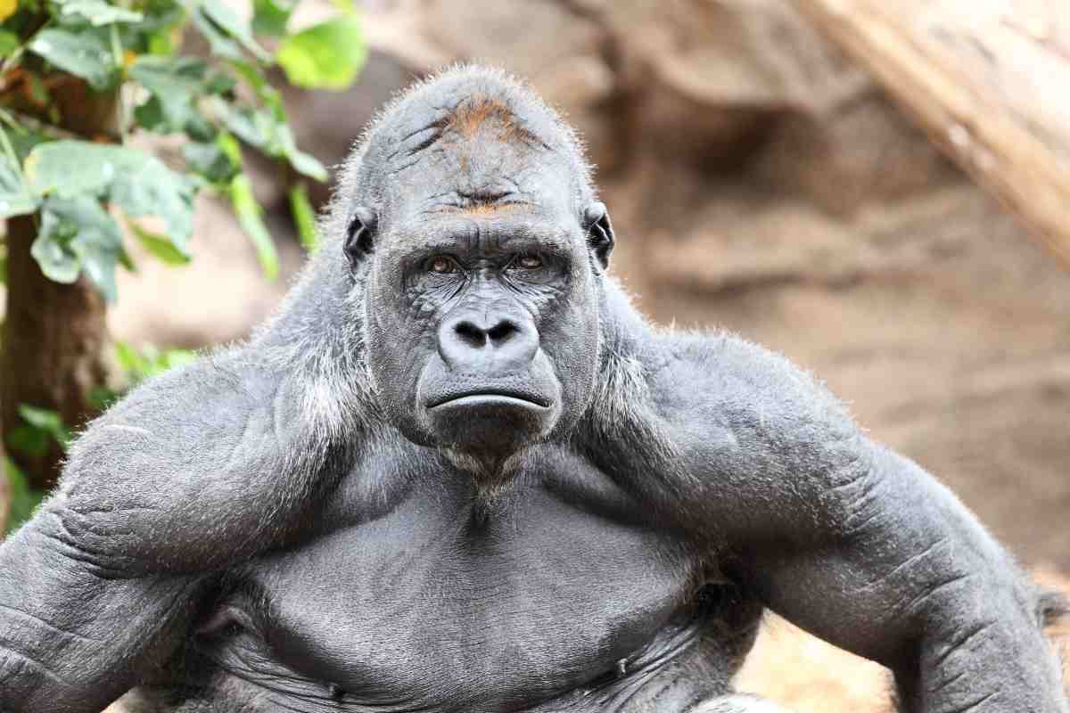 gorilla