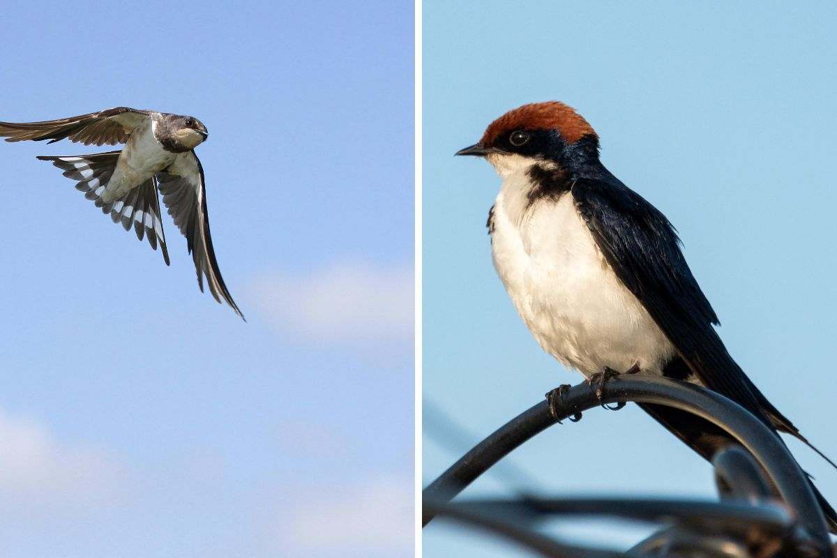 Come distinguere le rondini dai rondoni: perché in tanti si sbagliano