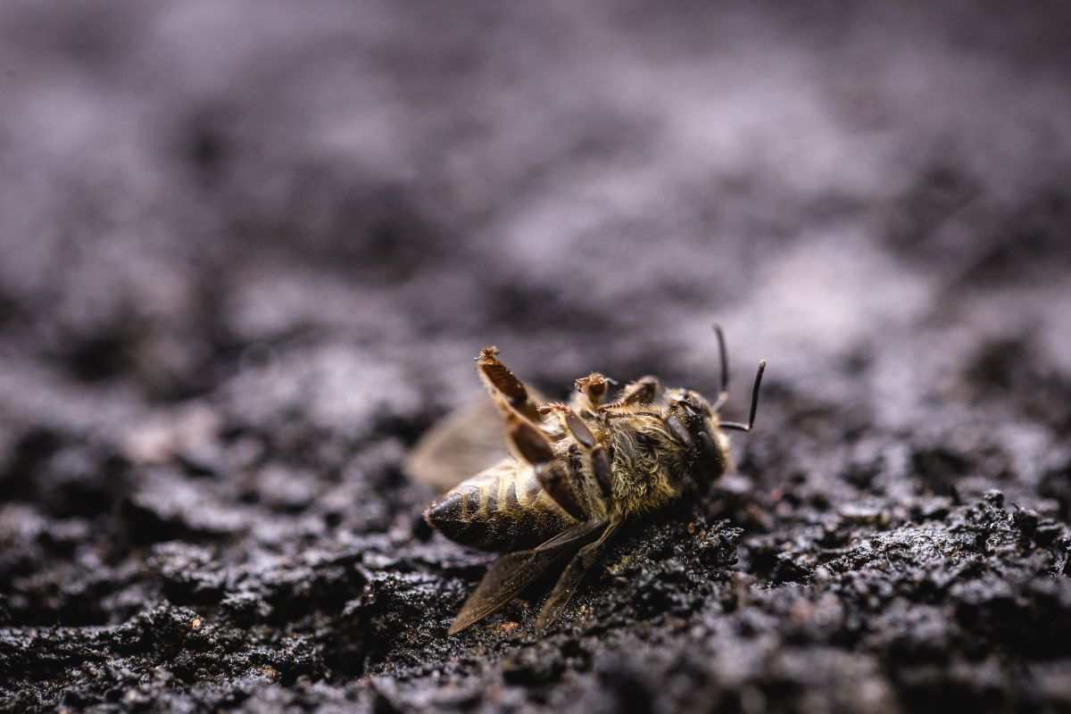 Trovi delle api morte sul balcone? Il motivo non è così banale come sembra