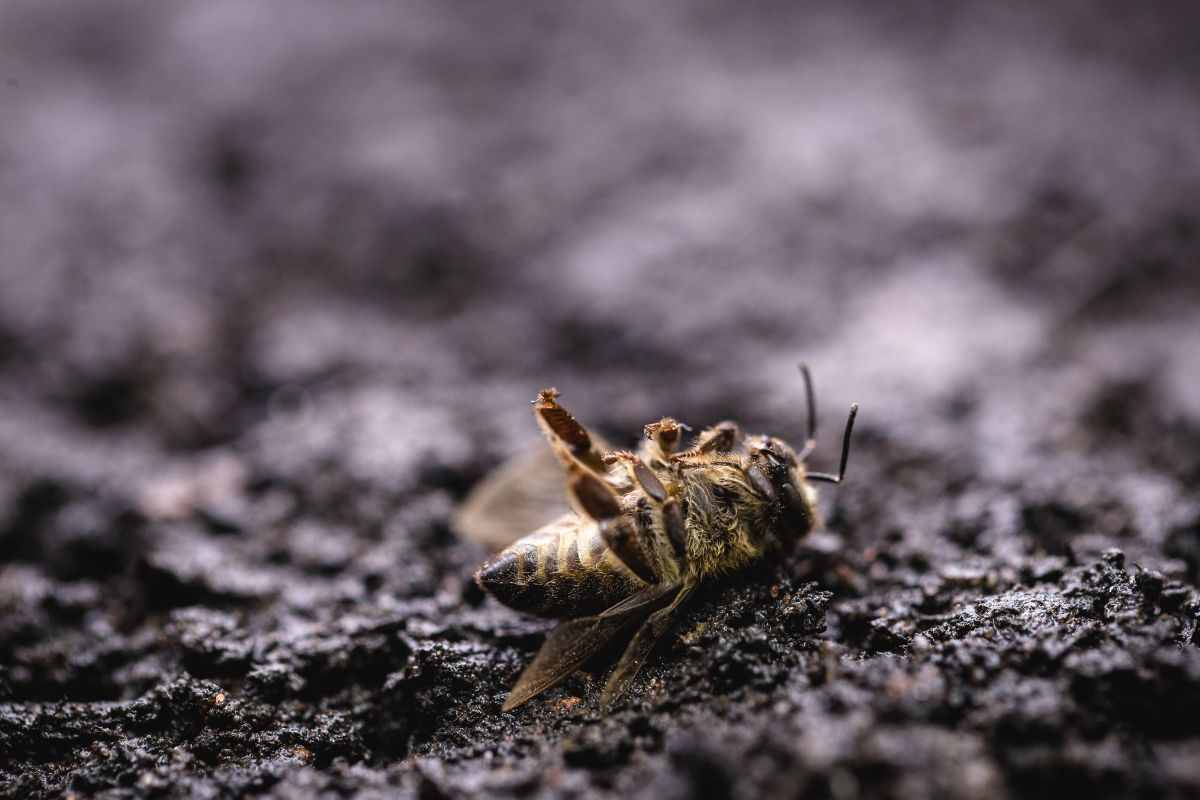 Ape morta all'esterno