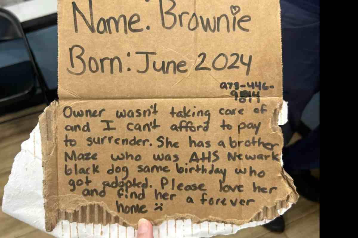 Biglietto di Brownie