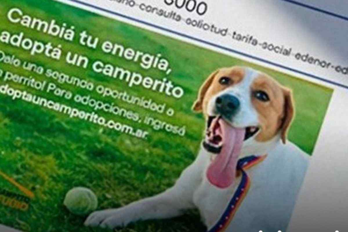 Bolletta dell'energia elettrica