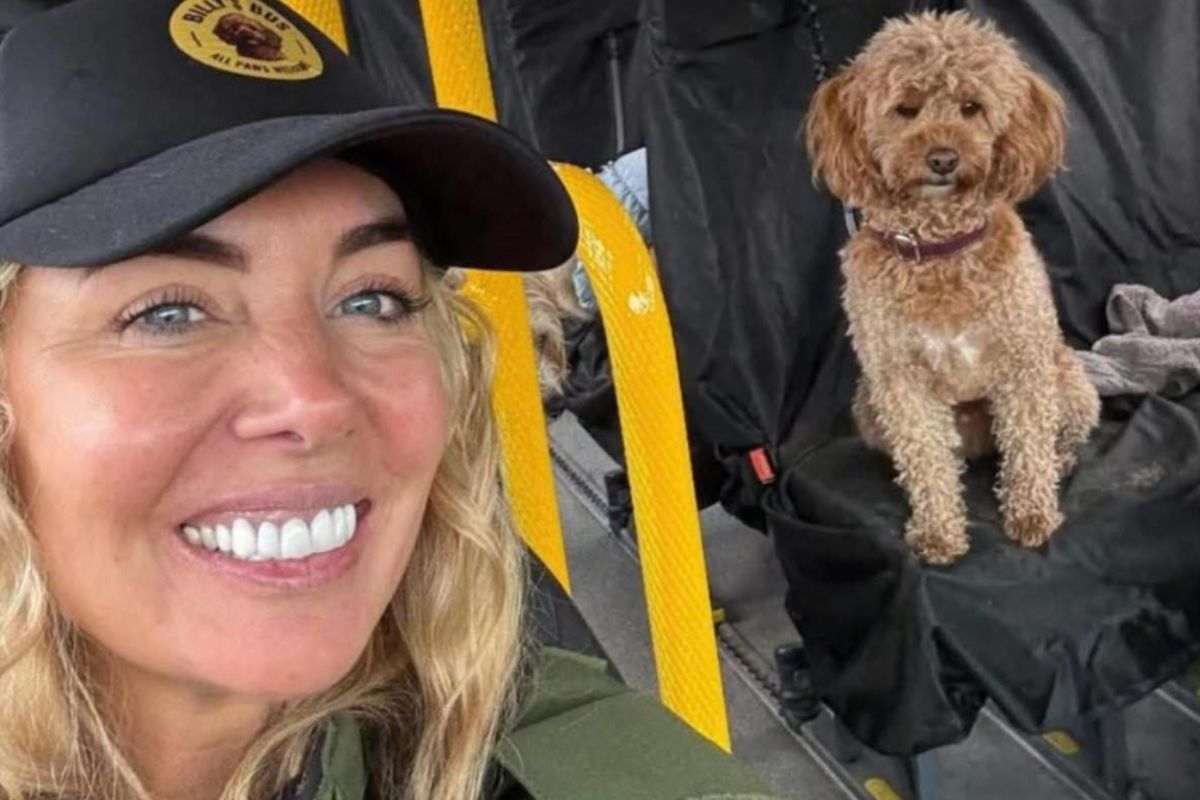 Finalmente un sogno divenuto realtà: il bus per animali su cui tutti vogliono salire