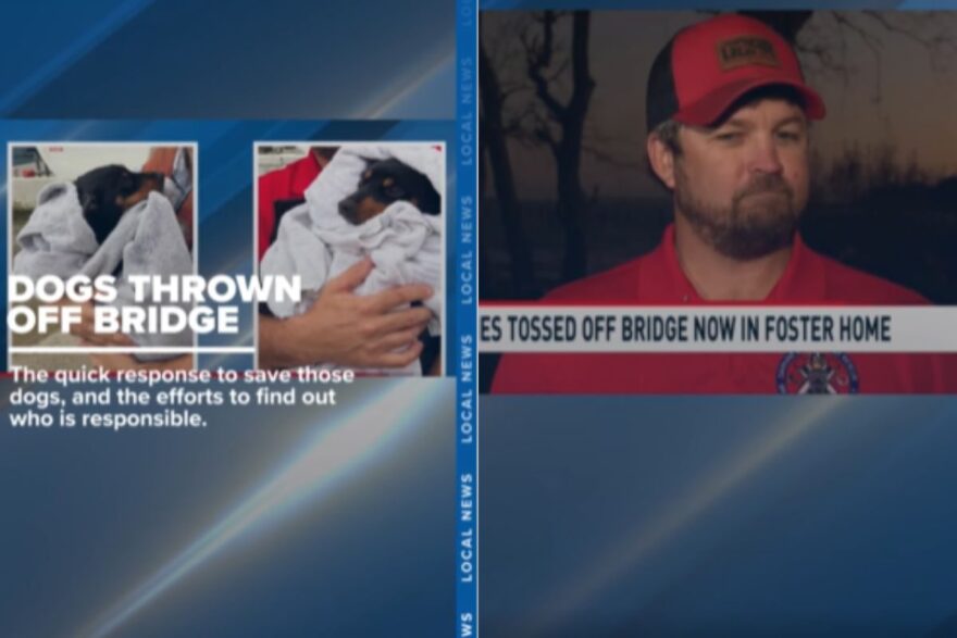 Cani salvati e un soccorritore