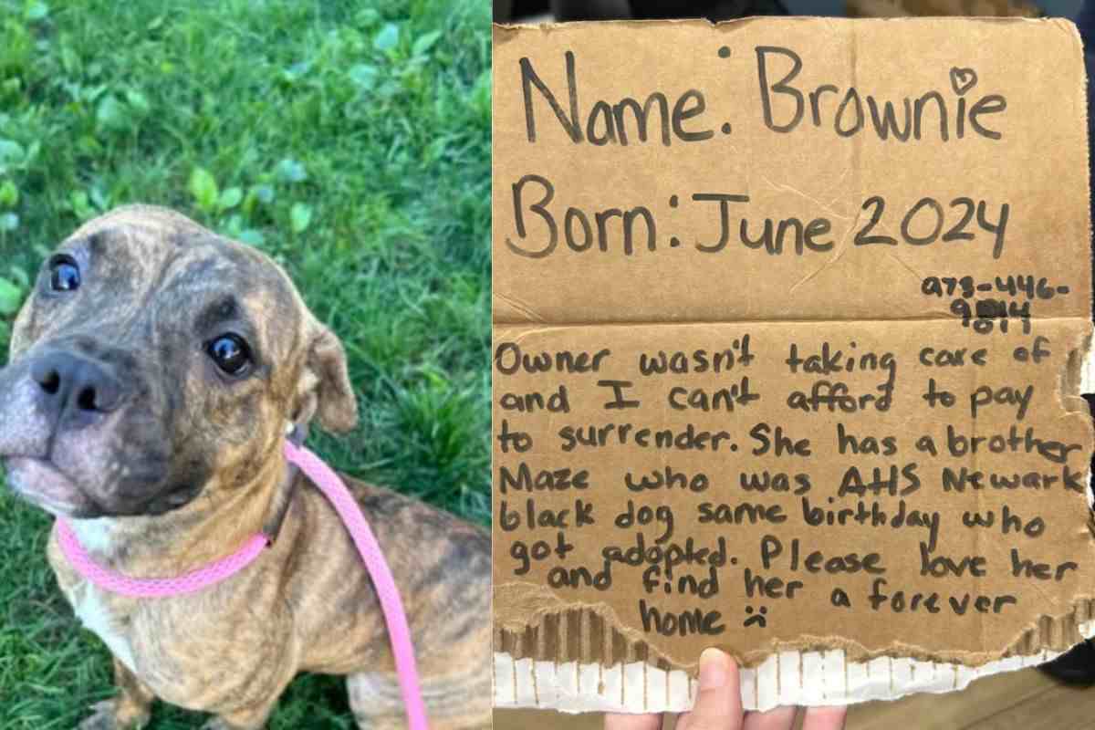 Abbandonata in autostrada con un biglietto: “Vi prego, amatela!”