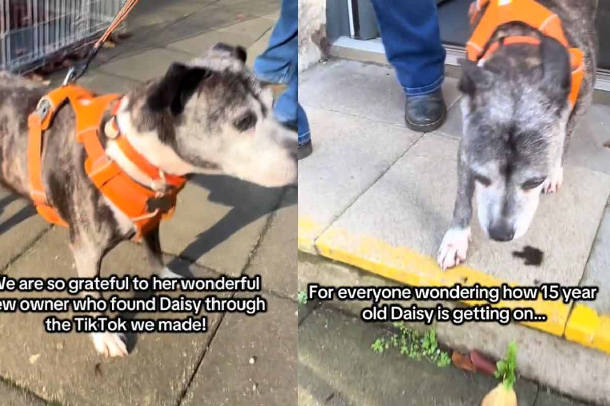 Abbandonato a se stesso dopo 15 anni: lo sguardo di questo cane dice tutto