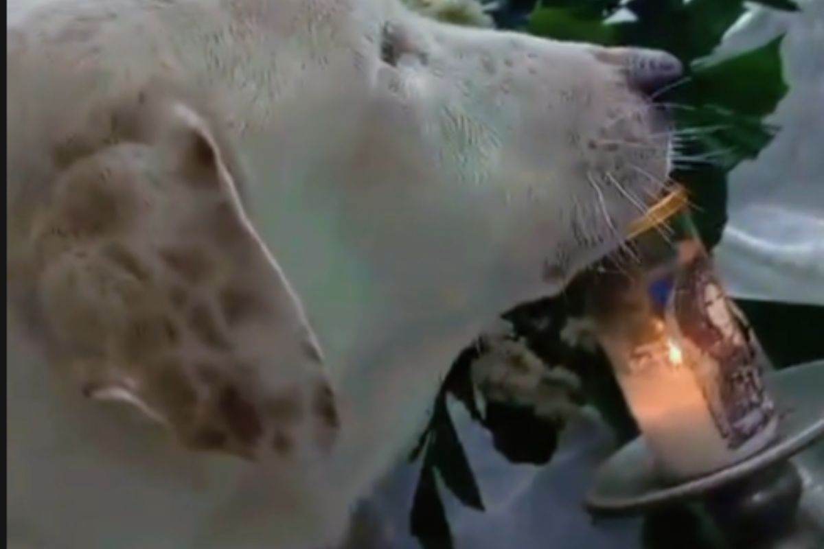 Cane al funerale del padrone