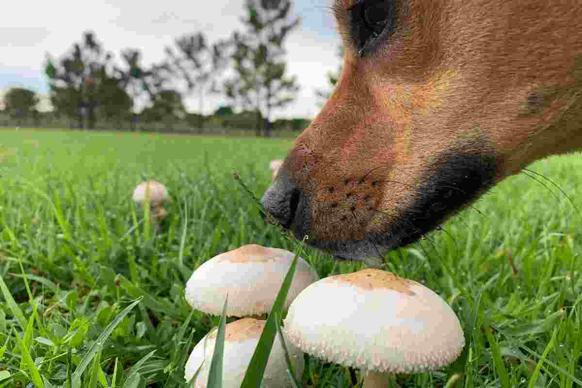Cane e funghi