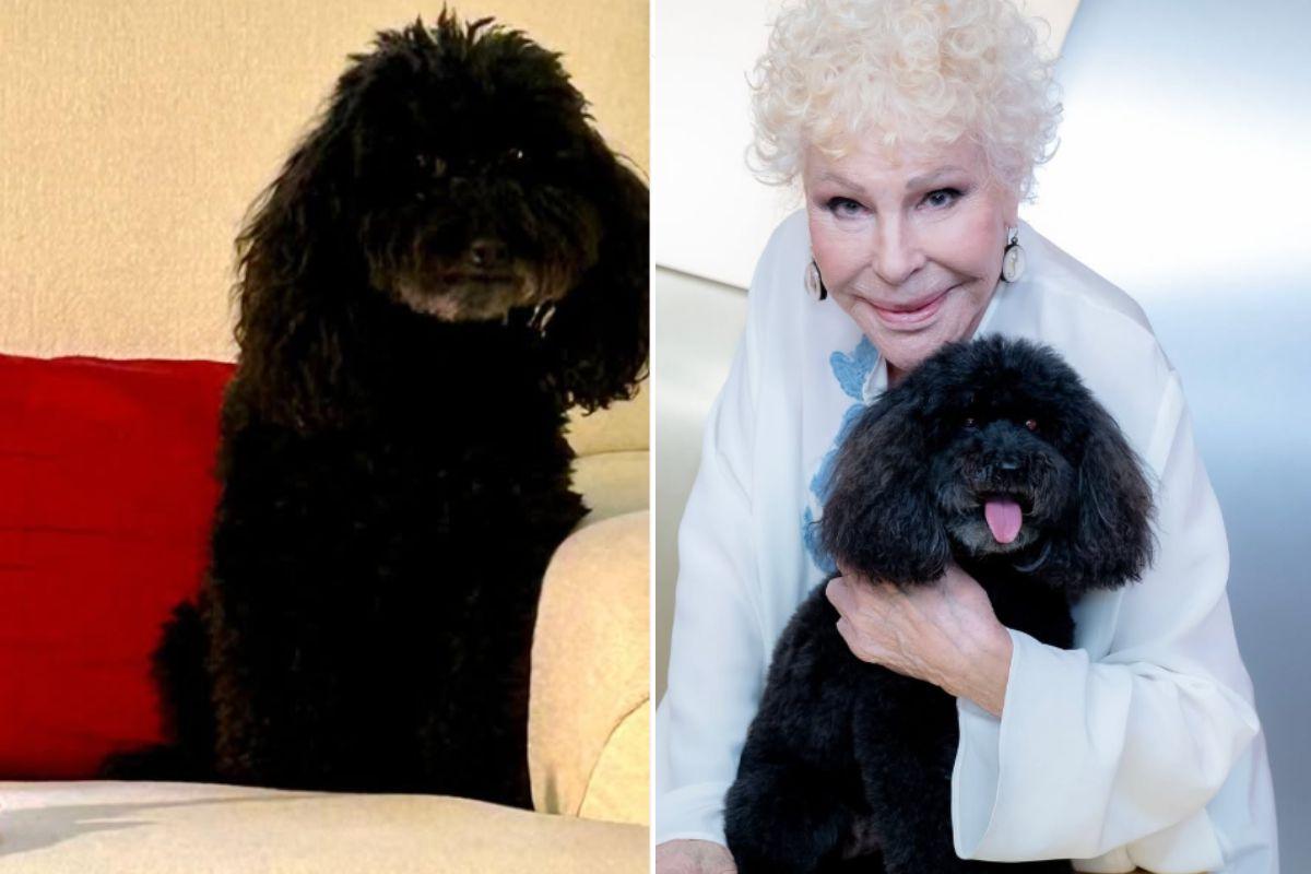 Chi si prenderà cura di Ondina, il cane di Ornella Vanoni? La risposta spiazza tutti