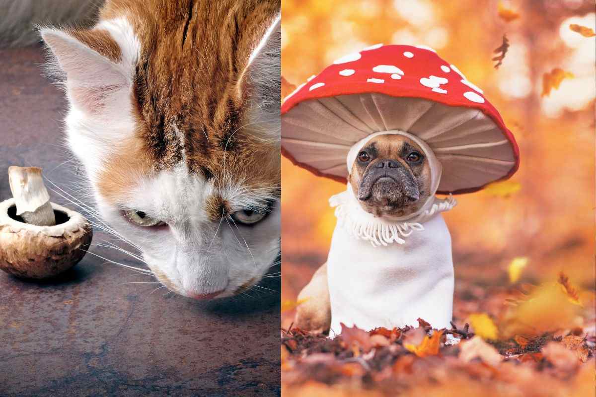 Funghi velenosi: come capire se cane o gatto li hanno ingeriti e cosa fare