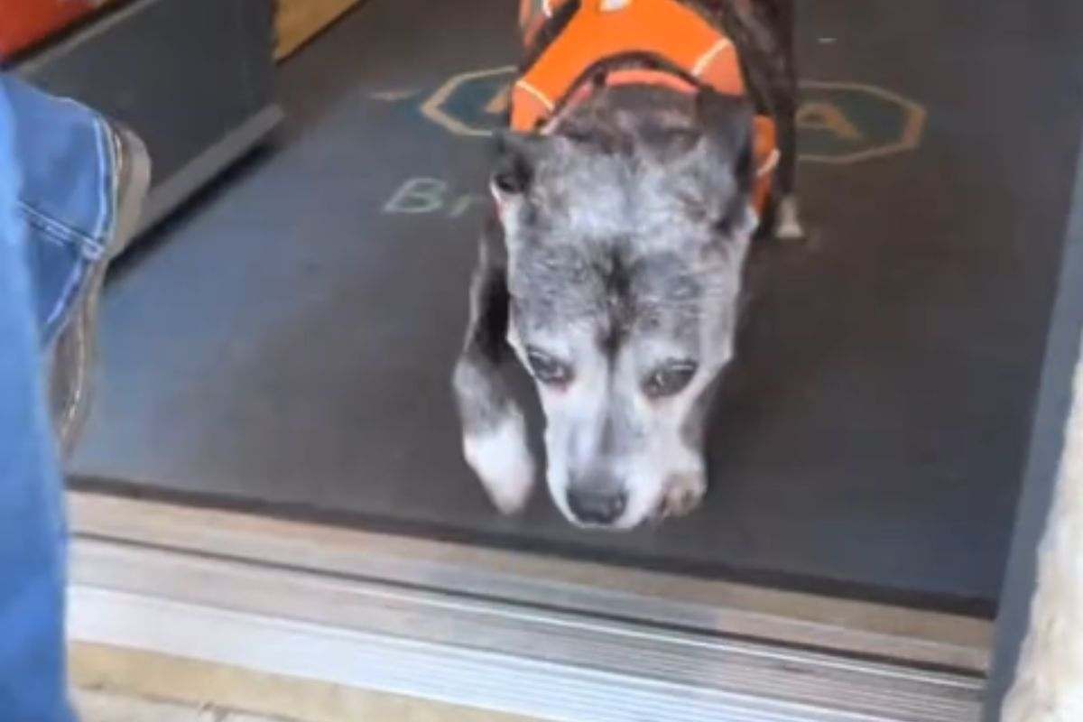 Cane esce dal rifugio