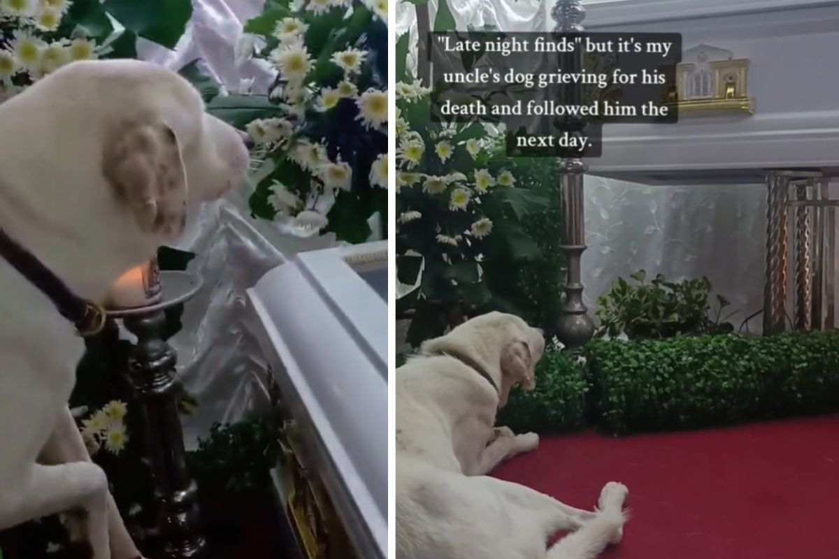 Il padrone muore e al funerale succede qualcosa al suo cane che lascia tutti senza parole, solo tante lacrime