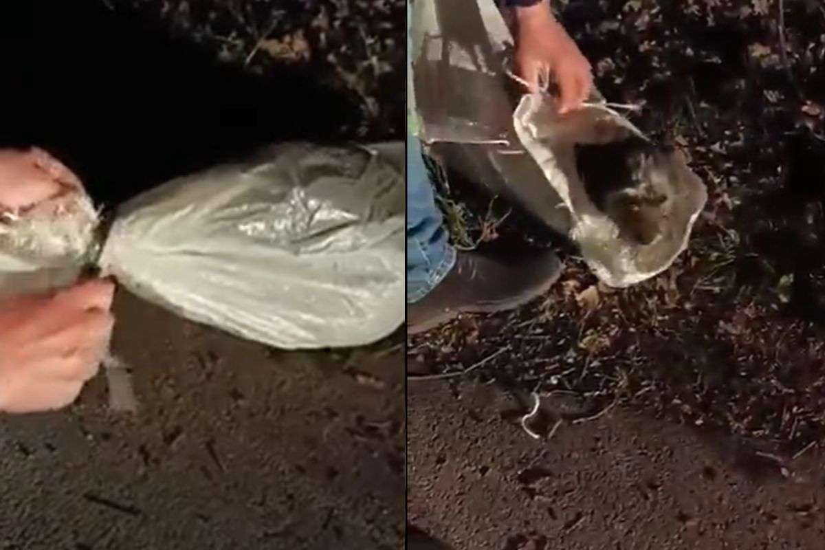 L’hanno trovato chiuso in una busta: il salvataggio di Pasqualino lascia tutti con il fiato sospeso