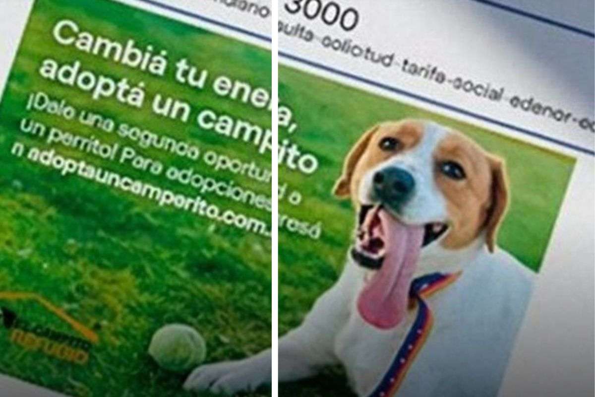 Il loro cane scompare, lo ritrovano grazie a una bolletta della luce: una storia incredibile