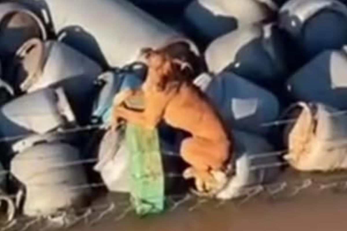 Cane aggrappato alla recinzione