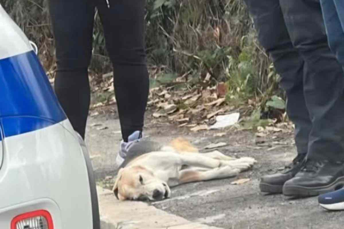 Cane morente in strada